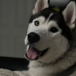 Fundraising Page: Gunner's Gang